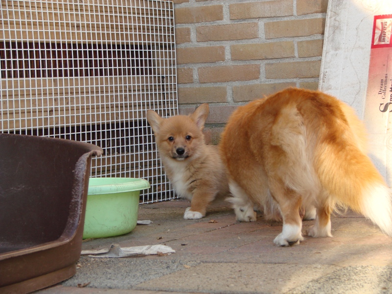Puppies
